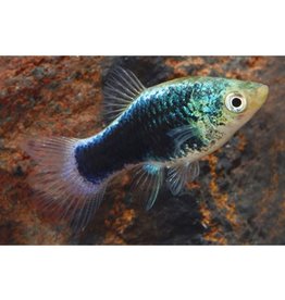 Segrest Farms Green Lantern Platy Med