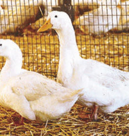 Dunlap Pekin Duck SR 4-03-25