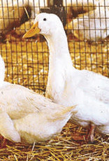 Dunlap Pekin Duck SR 4-03-26