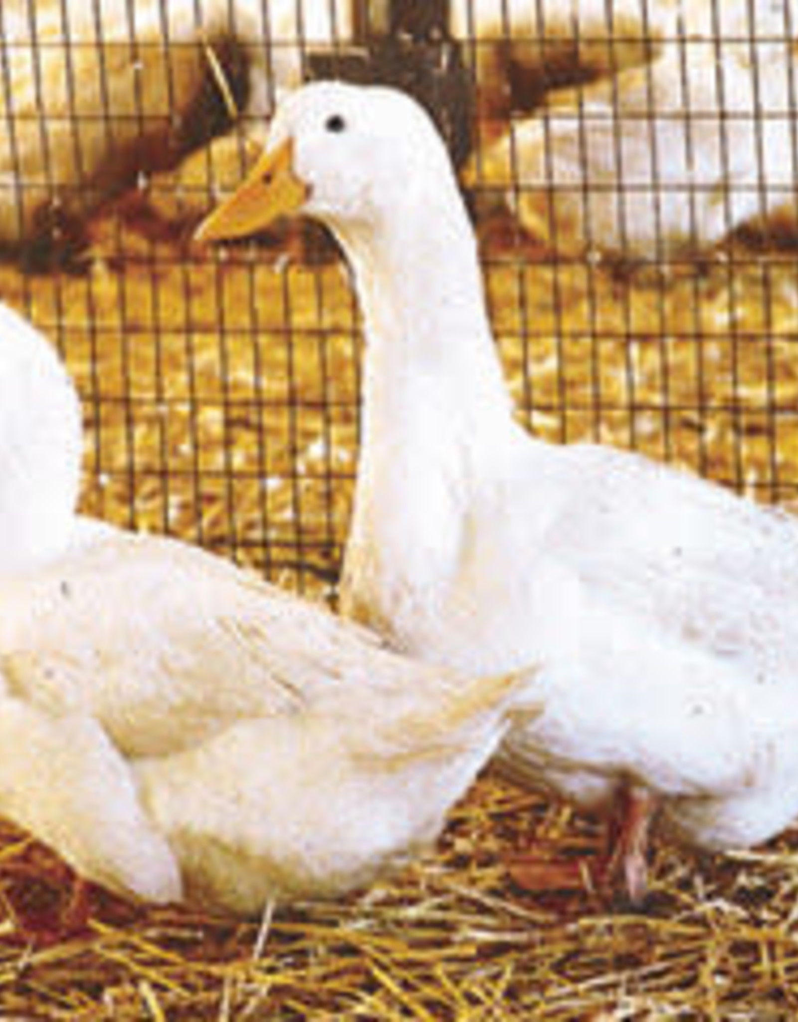 Dunlap Pekin Duck SR 4-03-26