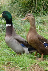 Dunlap Rouen Duck SR 4-03-25
