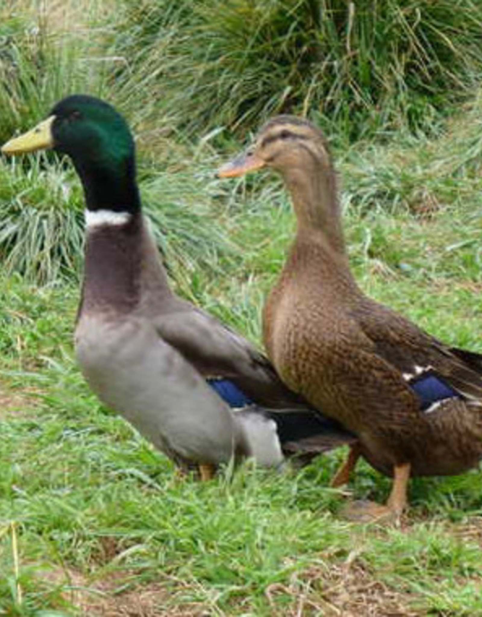 Dunlap Rouen Duck SR 4-03-25