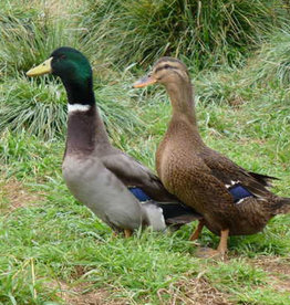 Dunlap Rouen Duck SR 4-03-26