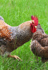 Dunlap Bielefelder P 4-17-26