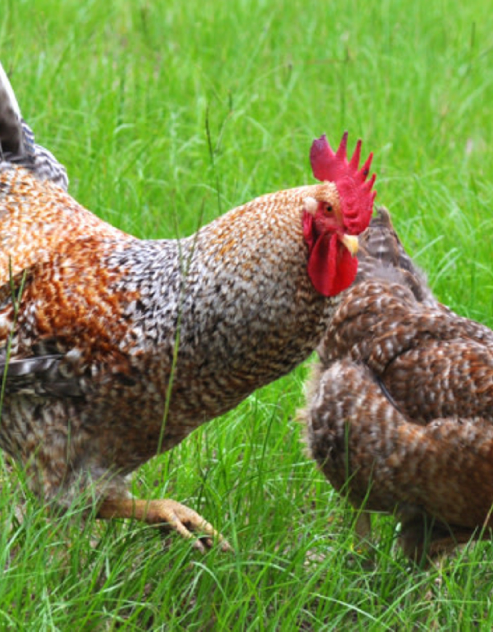 Dunlap Bielefelder P 4-17-26