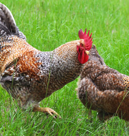 Dunlap Bielefelder P 4-17-26