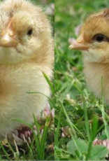 Dunlap Bielefelder P 4-17-26