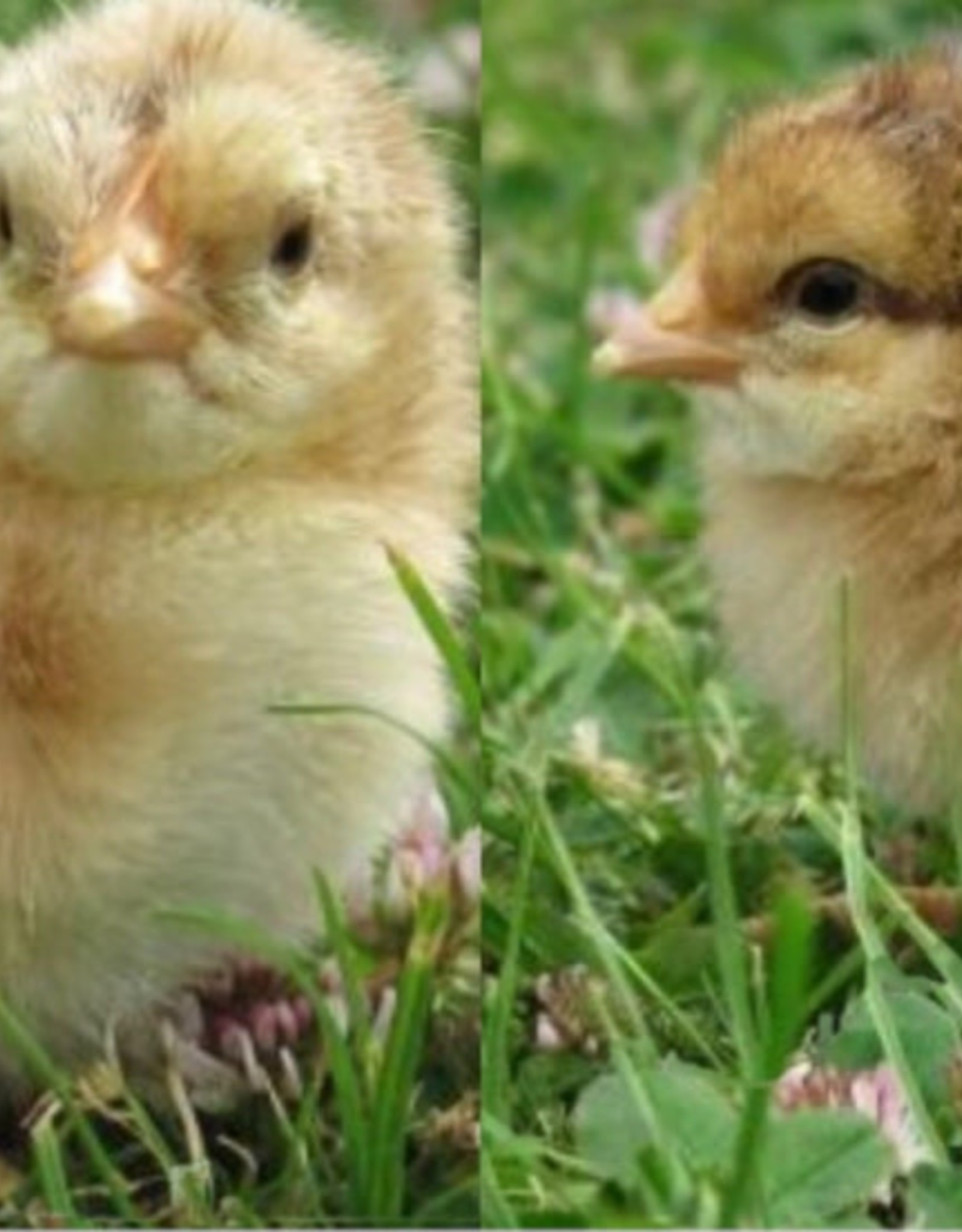 Dunlap Bielefelder P 4-17-26