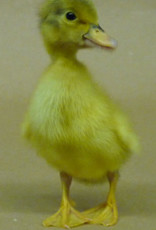 Dunlap Welsh Harlequin Duck SR 04-27-23