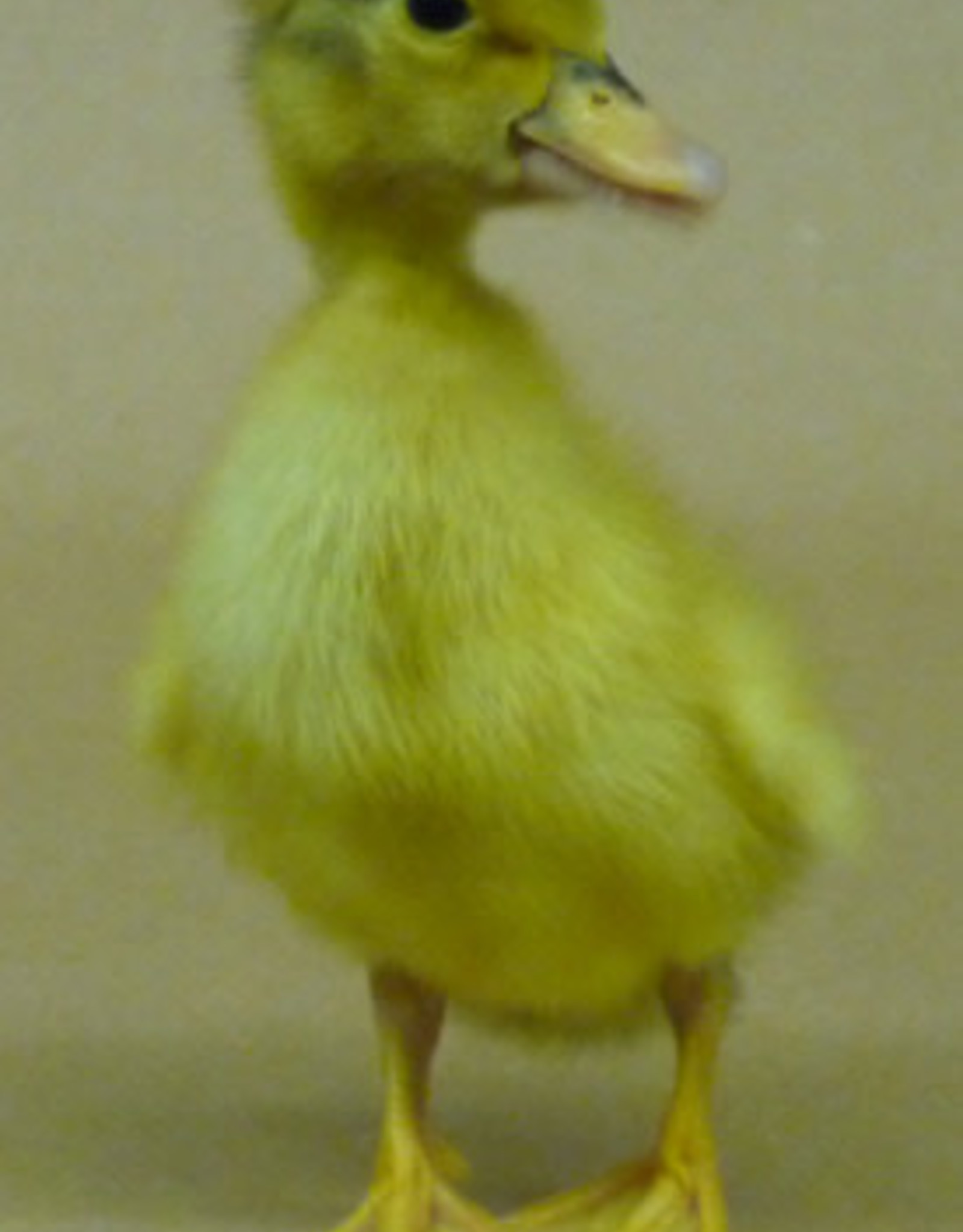 Dunlap Welsh Harlequin Duck SR 04-27-23