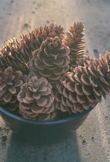 Sugar Pine Cones Lg.