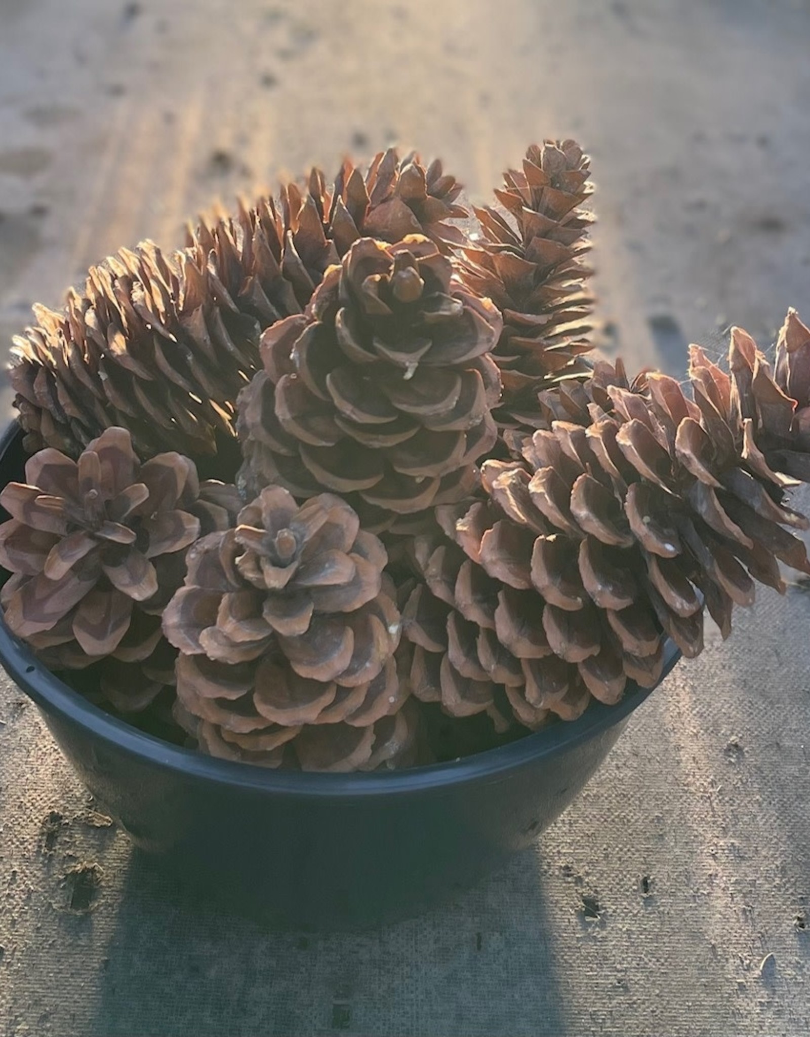 Mainland Sugar Pine Cones Lg.