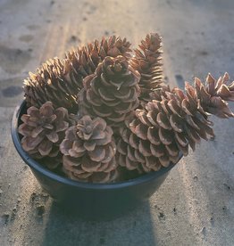 Mainland Sugar Pine Cones Lg.