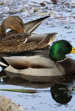 Dunlap Mallard Duck SR 5-15-26