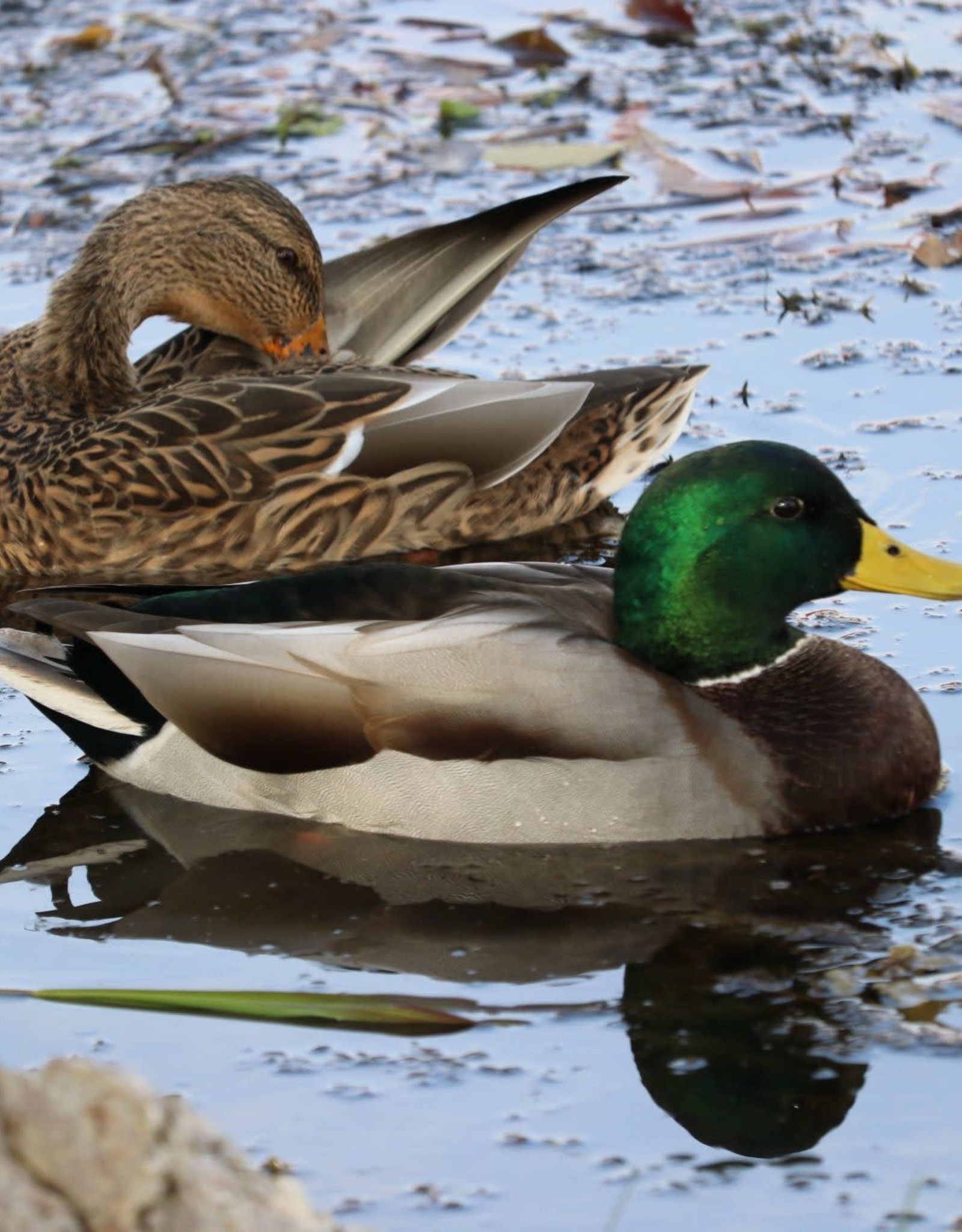 Dunlap Mallard Duck SR 5-15-26