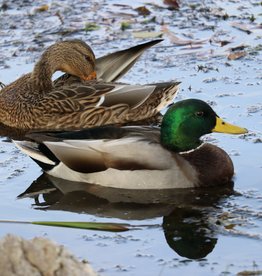 Dunlap Mallard Duck SR 5-15-26