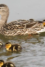 Dunlap Mallard Duck SR 5-15-26