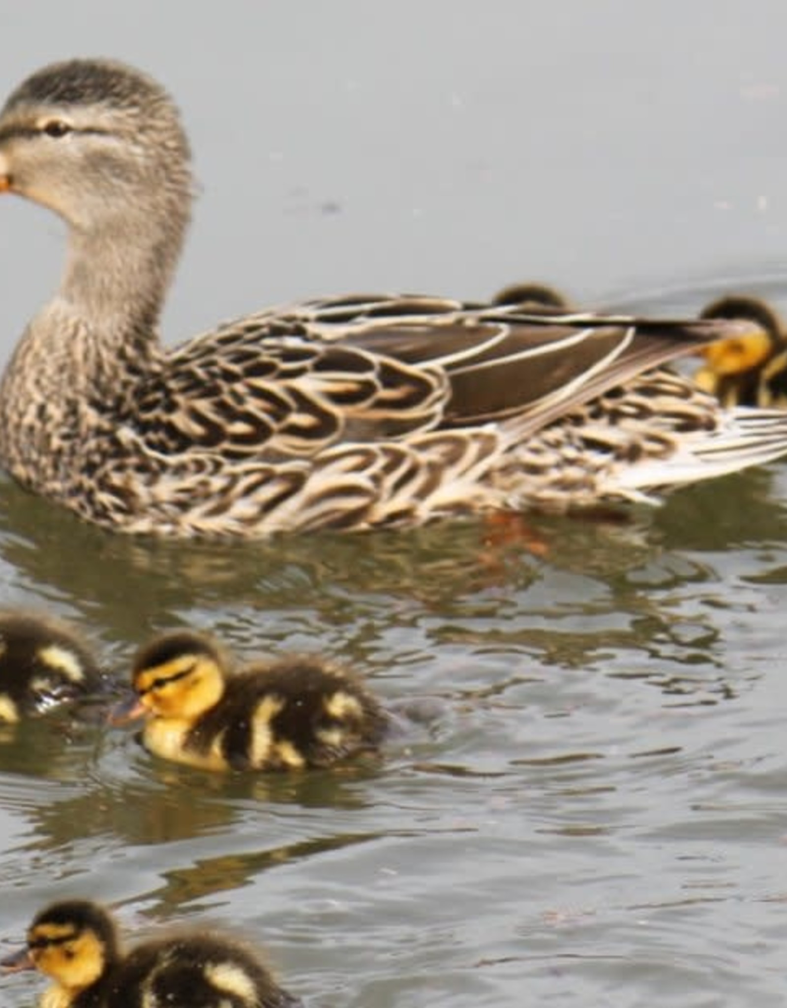 Dunlap Mallard Duck SR 5-15-26