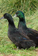 Dunlap Cayuga Duck SR 5-15-26