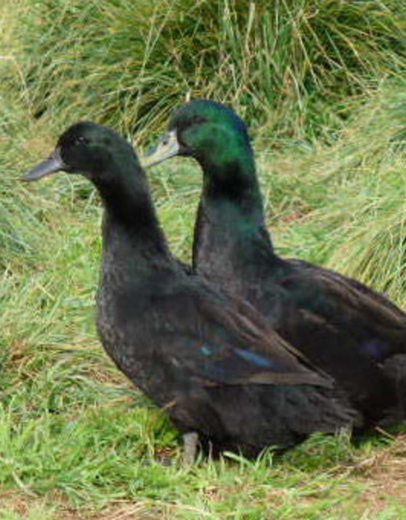 Dunlap Cayuga Duck SR 5-15-26