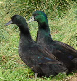 Dunlap Cayuga Duck SR 5-15-26