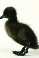 Dunlap Cayuga Duck SR 5-15-26