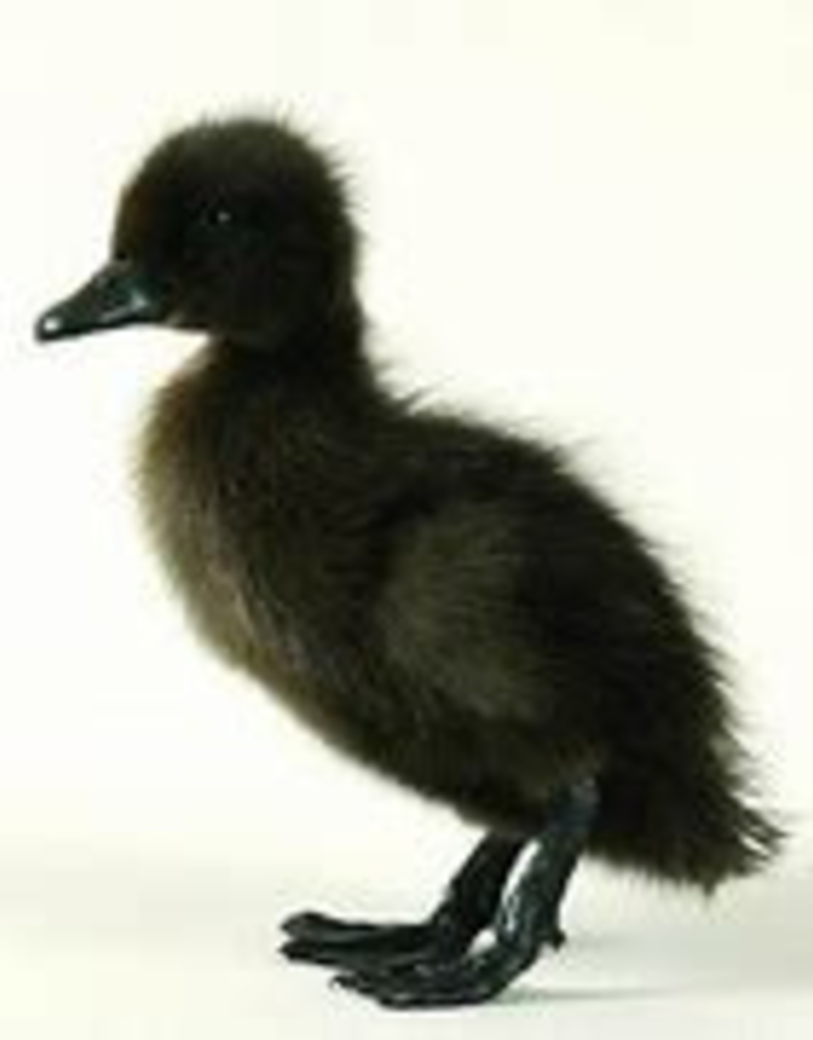 Dunlap Cayuga Duck SR 5-15-26