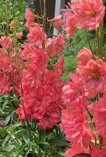 Walters Gardens Delphinium 'Red Lark' 5.5in