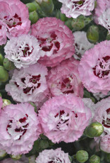 Walters Gardens Dianthus 'Apple Blossom Burst' PRETTY POPPERS® 3.5in