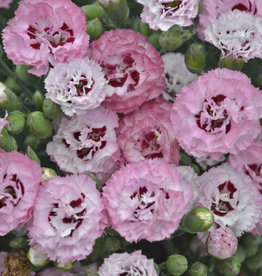 Walters Gardens Dianthus 'Apple Blossom Burst' PRETTY POPPERS® 3.5in