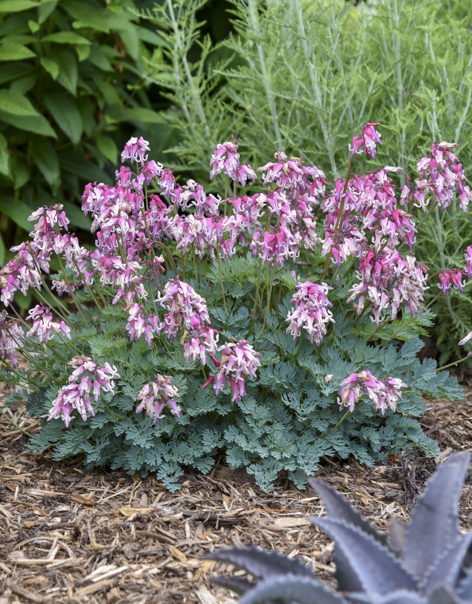 Proven Winners Dicentra 'Pink Diamonds' 1 Qt  PW