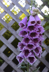 Walters Gardens Digitalis Foxglove 'Sugar Plum' 5.5in