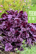 Proven Winners Heuchera 'Wildberry' 1Qt  PW DOLCE® Series  -Coral Bells