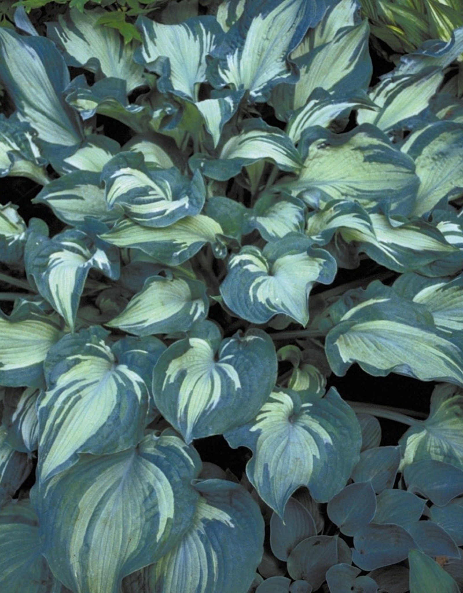 Walters Gardens Hosta 'Guardian Angel' #1