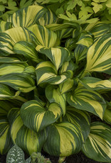 Walters Gardens Hosta "Rainbow's End  #1