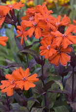 Walters Gardens Lychnis arkwrightii Orange Gnome  5.5in  Maltese Cross