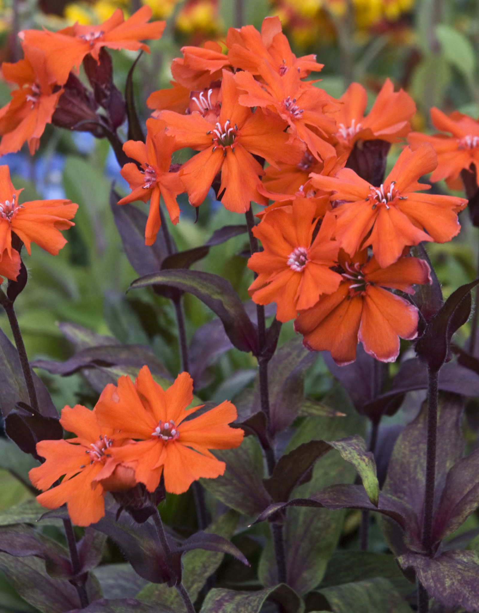 Walters Gardens Lychnis arkwrightii Orange Gnome  5.5in  Maltese Cross