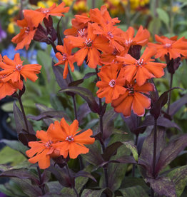 Walters Gardens Lychnis arkwrightii Orange Gnome  5.5in  Maltese Cross