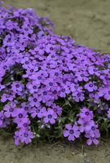 Walters Gardens Phlox subulata. 'Eye Shadow' 3.5inch Creeping Phlox