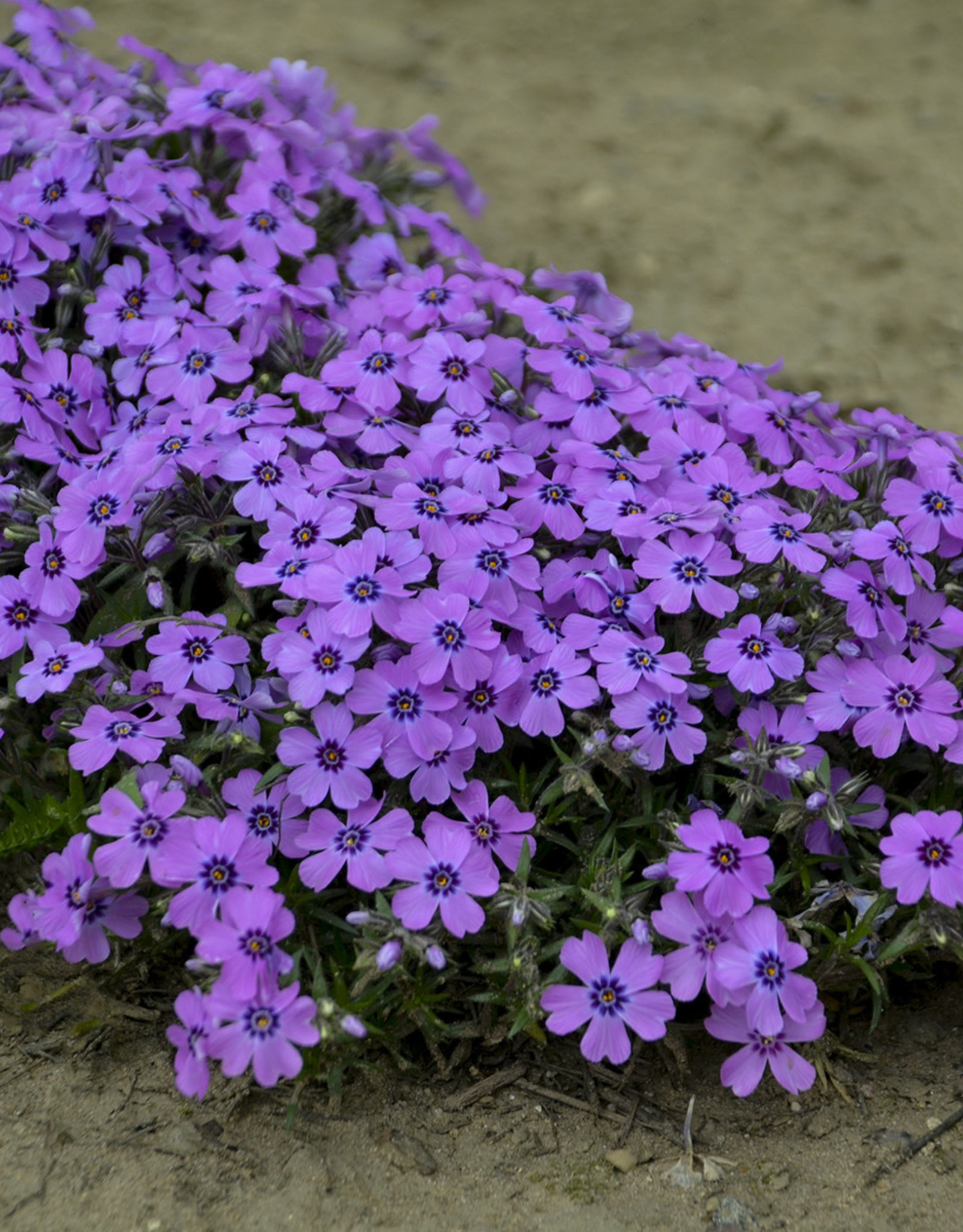 Walters Gardens Phlox subulata. 'Eye Shadow' 3.5inch Creeping Phlox