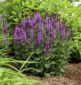 Proven Winners Salvia 'Pink Profusion 1 Qt PW