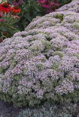 Proven Winners Sedum 'Pure Joy' ROCK 'N ROUND® Collection QT PW