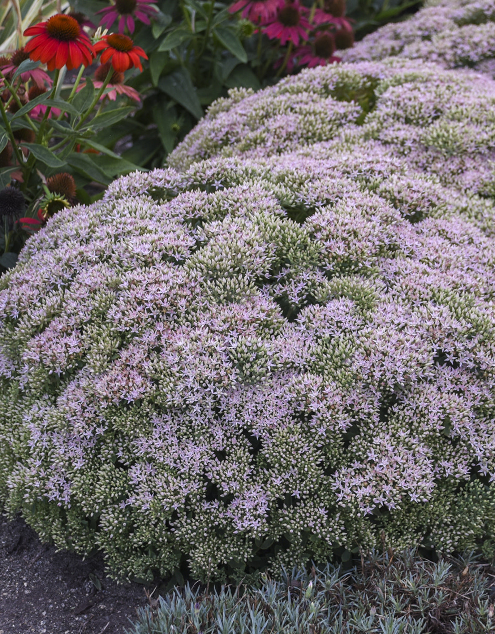 Proven Winners Sedum 'Pure Joy' ROCK 'N ROUND® Collection QT PW