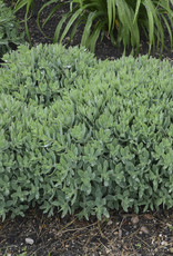 Proven Winners Sedum 'Pure Joy' ROCK 'N ROUND® Collection QT PW