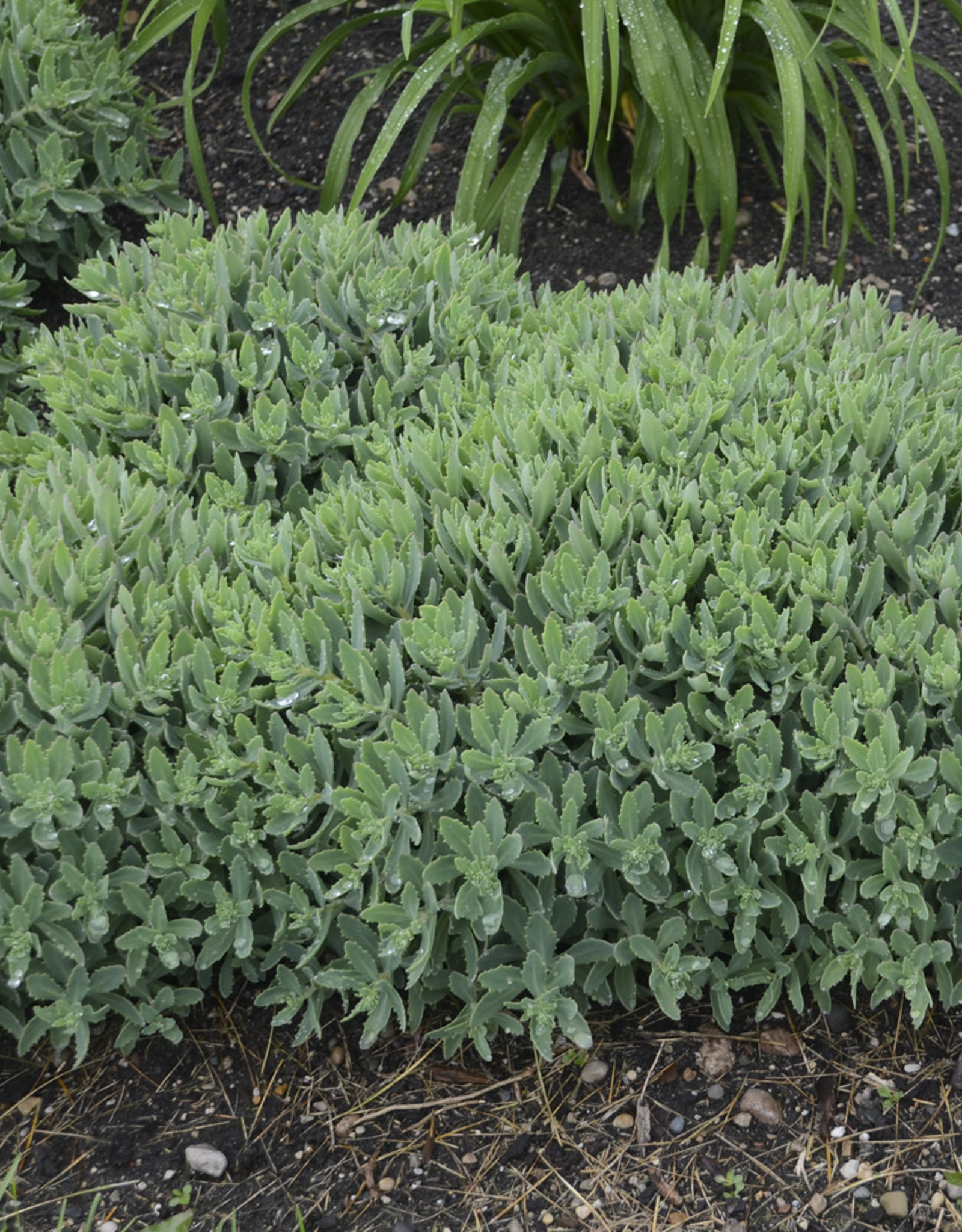 Proven Winners Sedum 'Pure Joy' ROCK 'N ROUND® Collection QT PW
