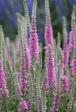 Walters Gardens Veronica 'Perfectly Picasso'' 5.5in