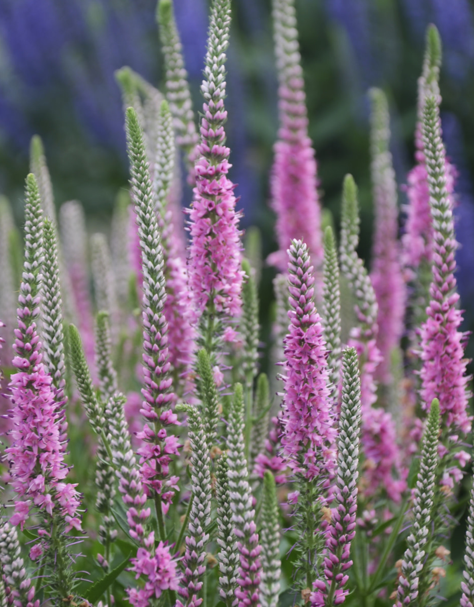 Walters Gardens Veronica 'Perfectly Picasso'' 5.5in