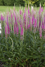 Walters Gardens Veronica 'Perfectly Picasso'' 5.5in