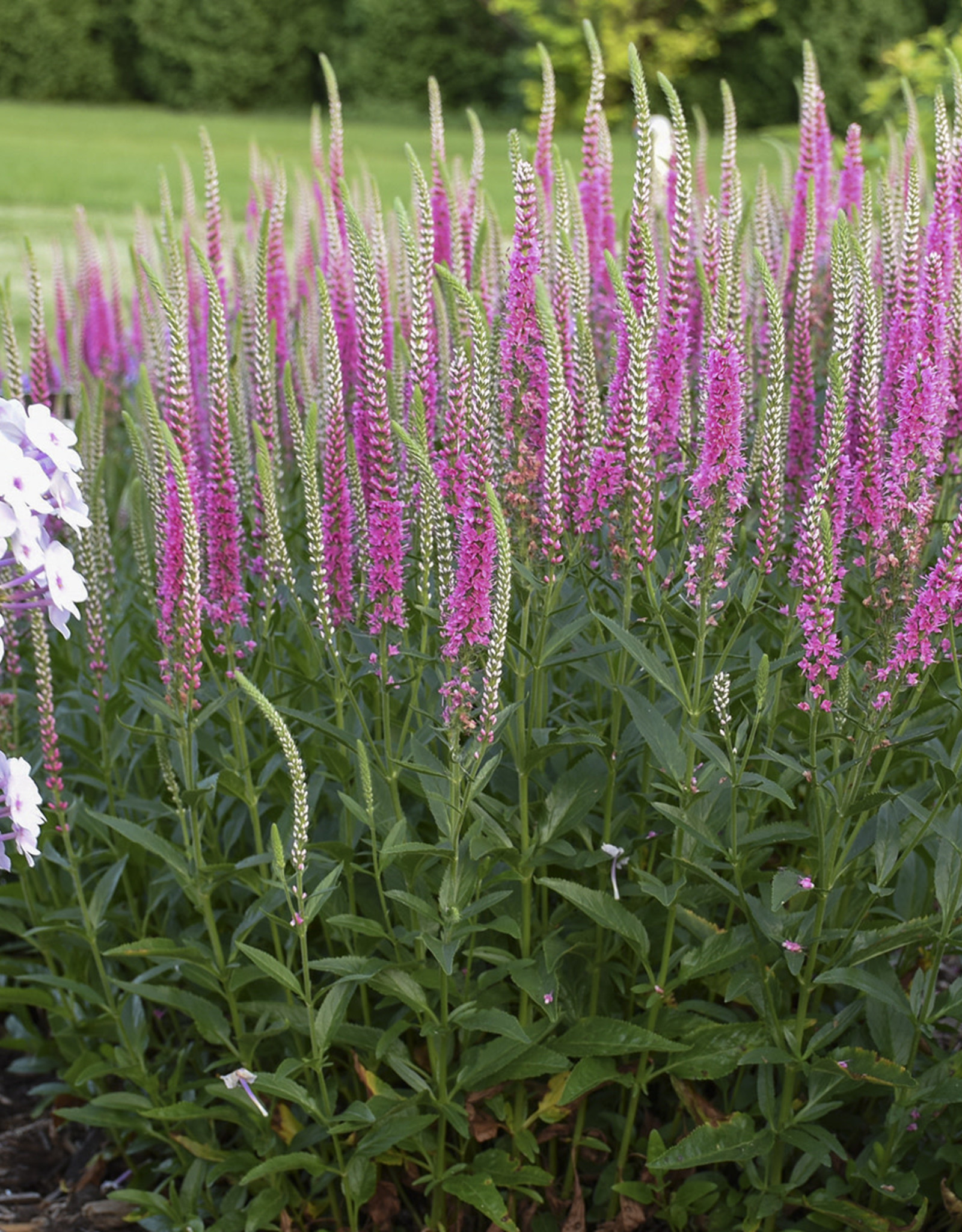 Walters Gardens Veronica 'Perfectly Picasso'' 5.5in