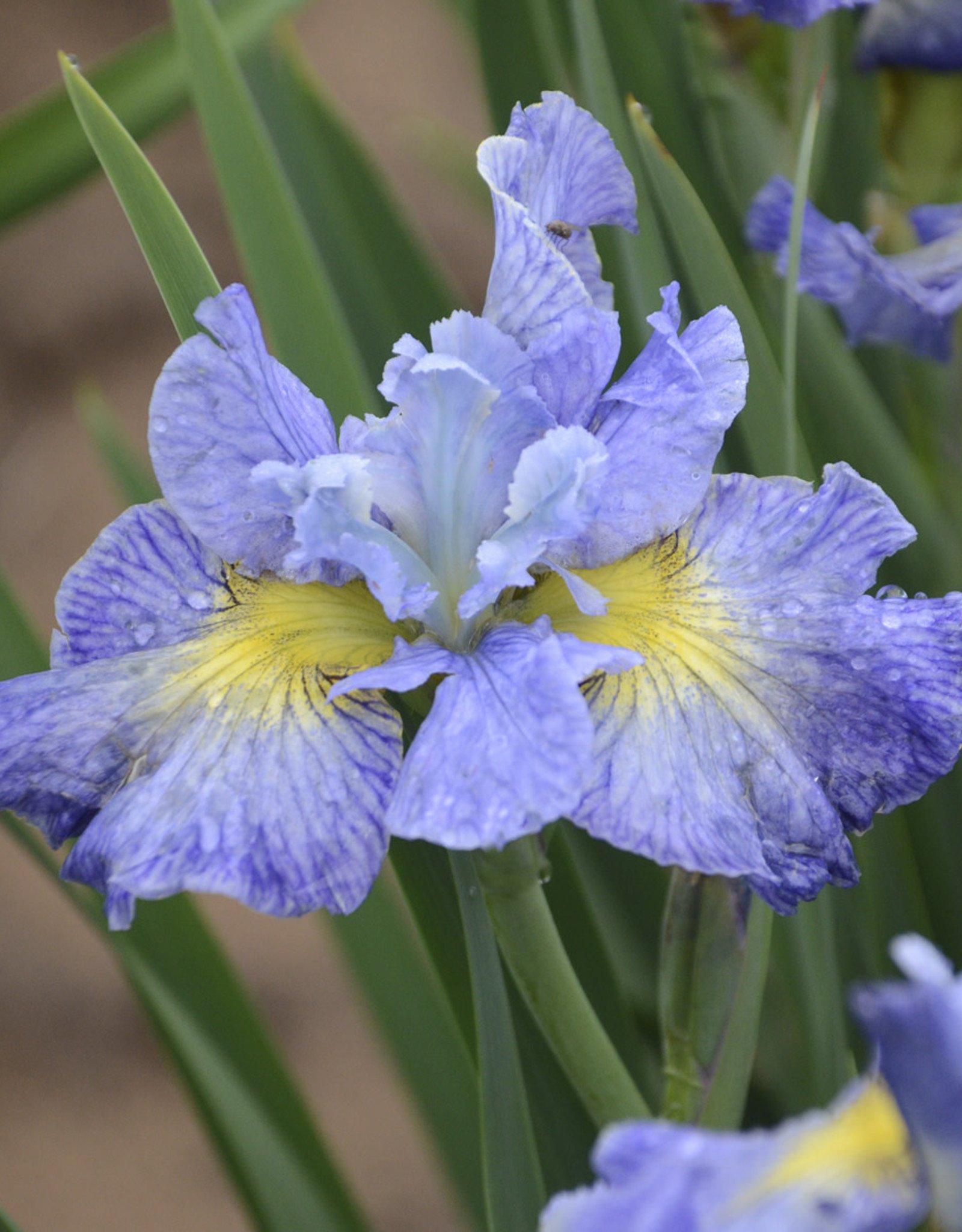 Walters Gardens Iris siberica  'Cape Cod Boys'  #1